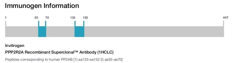 PPP2R2A Recombinant Superclonal™ Antibody (1HCLC)