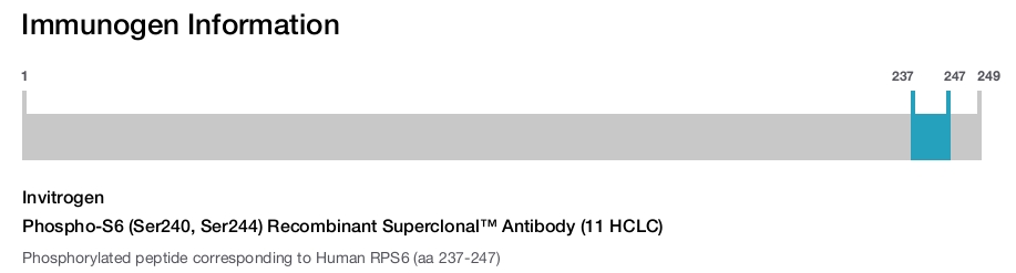 Phospho-S6 (Ser240, Ser244) Recombinant Superclonal™ Antibody (11 HCLC)