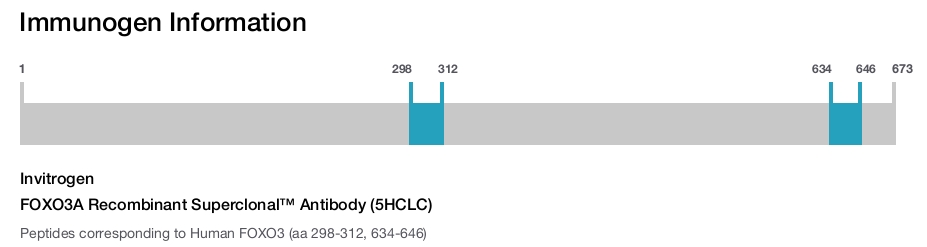 FOXO3A Recombinant Superclonal&trade; Antibody (5HCLC)