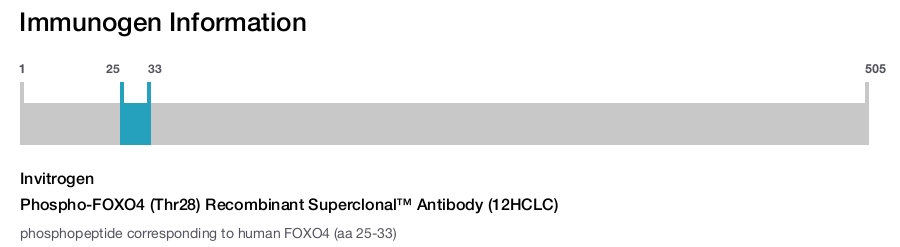 Phospho-FOXO4 (Thr28) Recombinant Superclonal™ Antibody (12HCLC)