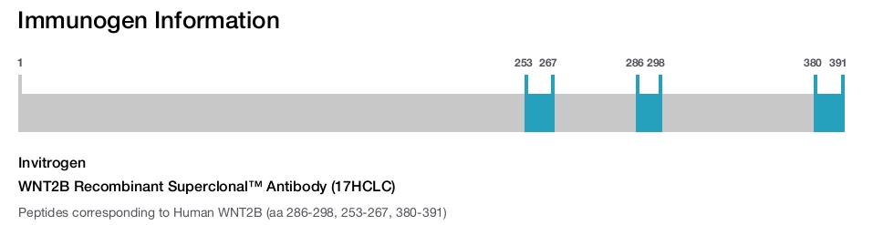 WNT2B Recombinant Superclonal™ Antibody (17HCLC)