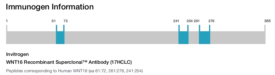 WNT16 Recombinant Superclonal™ Antibody (17HCLC)