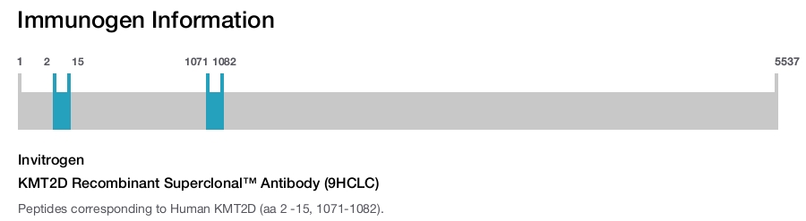 KMT2D Recombinant Superclonal&trade; Antibody (9HCLC)
