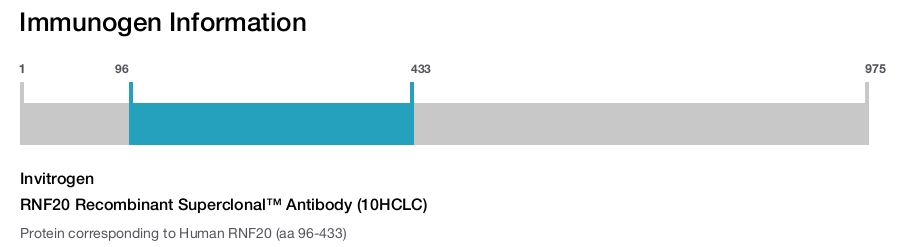 RNF20 Recombinant Superclonal™ Antibody (10HCLC)