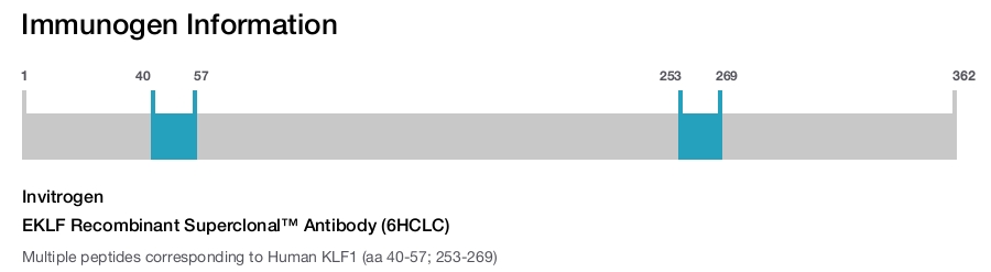 EKLF Recombinant Superclonal&trade; Antibody (6HCLC)