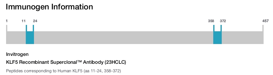 KLF5 Recombinant Superclonal&trade; Antibody (23HCLC)