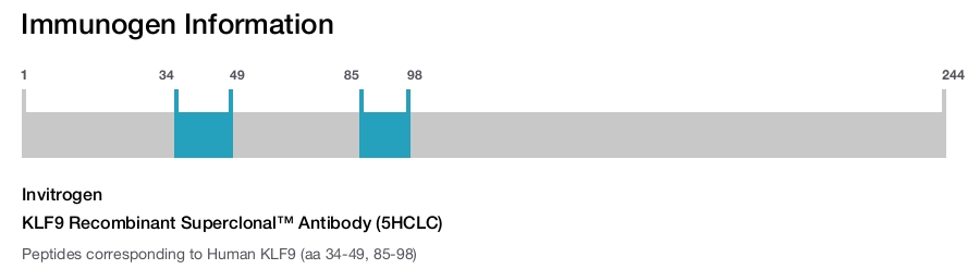 KLF9 Recombinant Superclonal&trade; Antibody (5HCLC)