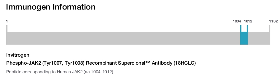 Phospho-JAK2 (Tyr1007, Tyr1008) Recombinant Superclonal&trade; Antibody (18HCLC)
