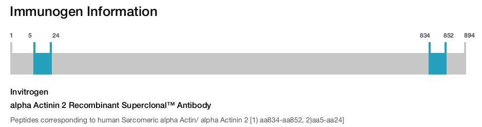 alpha Actinin 2 Recombinant Superclonal&trade; Antibody