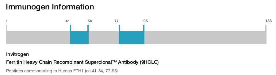 Ferritin Heavy Chain Recombinant Superclonal™ Antibody (9HCLC)
