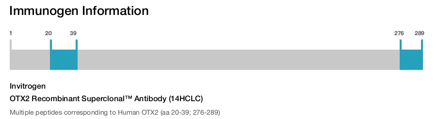 OTX2 Recombinant Superclonal™ Antibody (14HCLC)