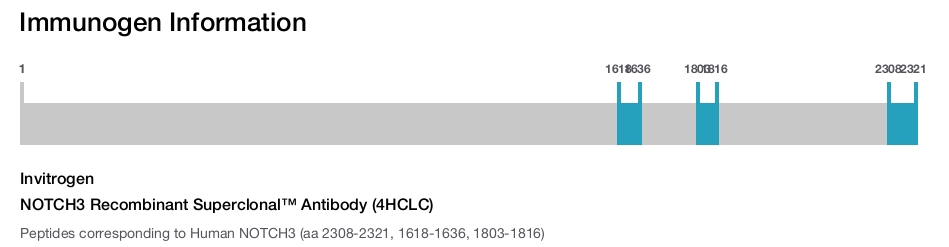NOTCH3 Recombinant Superclonal™ Antibody (4HCLC)