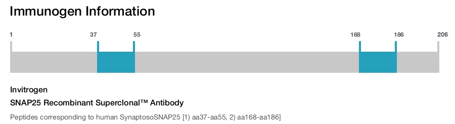 SNAP25 Recombinant Superclonal&trade; Antibody