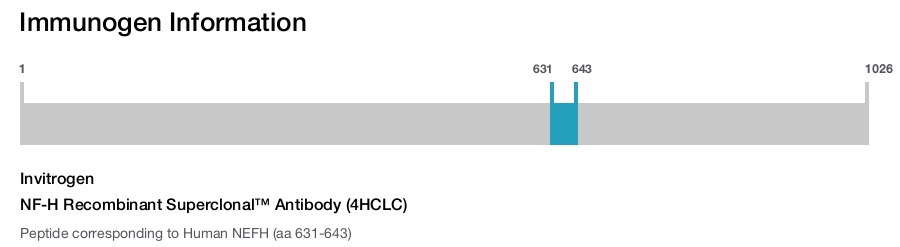 NF-H Recombinant Superclonal™ Antibody (4HCLC)