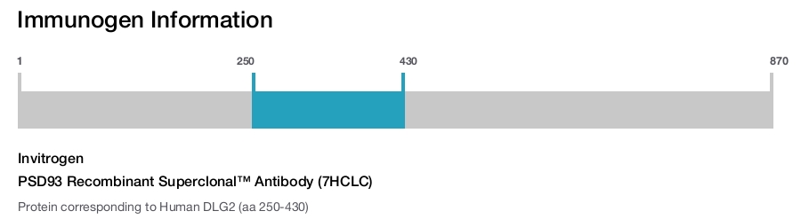 PSD93 Recombinant Superclonal™ Antibody (7HCLC)