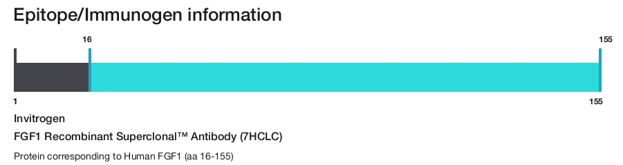FGF1 Recombinant Superclonal&trade; Antibody (7HCLC)