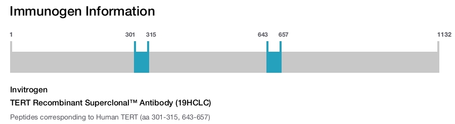 TERT Recombinant Superclonal™ Antibody (19HCLC)