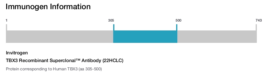 TBX3 Recombinant Superclonal™ Antibody (22HCLC)