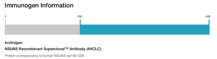 NSUN5 Recombinant Superclonal&trade; Antibody (4HCLC)
