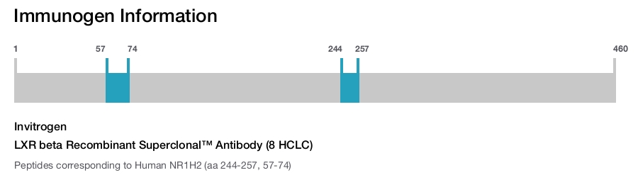 LXR beta Recombinant Superclonal™ Antibody (8 HCLC)