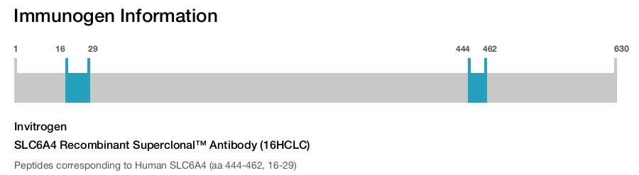 SLC6A4 Recombinant Superclonal™ Antibody (16HCLC)