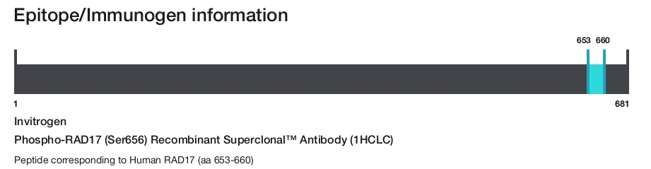 Phospho-RAD17 (Ser656) Recombinant Superclonal&trade; Antibody (1HCLC)