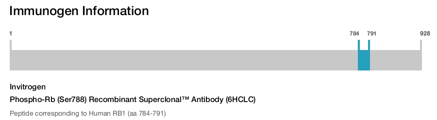 Phospho-Rb (Ser788) Recombinant Superclonal™ Antibody (6HCLC)