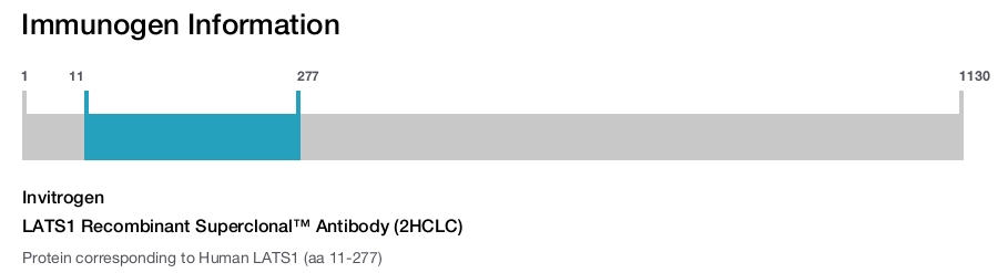LATS1 Recombinant Superclonal™ Antibody (2HCLC)