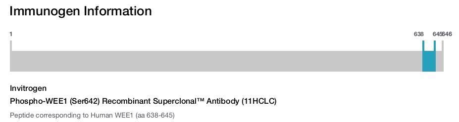 Phospho-WEE1 (Ser642) Recombinant Superclonal™ Antibody (11HCLC)