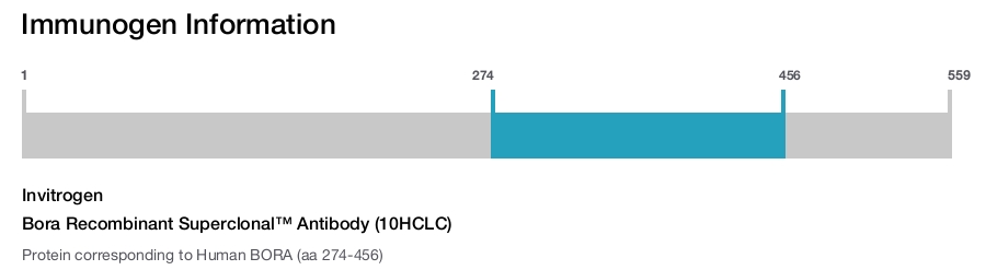 Bora Recombinant Superclonal™ Antibody (10HCLC)
