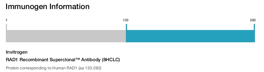 RAD1 Recombinant Superclonal™ Antibody (8HCLC)
