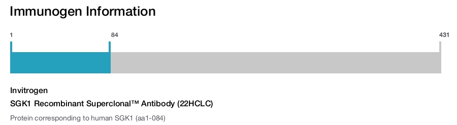 SGK1 Recombinant Superclonal™ Antibody (22HCLC)