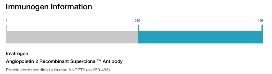 Angiopoietin 2 Recombinant Superclonal&trade; Antibody
