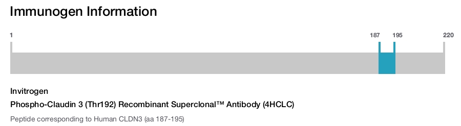 Phospho-Claudin 3 (Thr192) Recombinant Superclonal™ Antibody (4HCLC)
