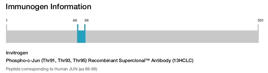 Phospho-c-Jun (Thr91, Thr93, Thr95) Recombinant Superclonal™ Antibody (13HCLC)