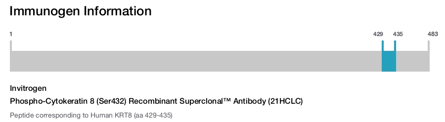 Phospho-Cytokeratin 8 (Ser432) Recombinant Superclonal™ Antibody (21HCLC)