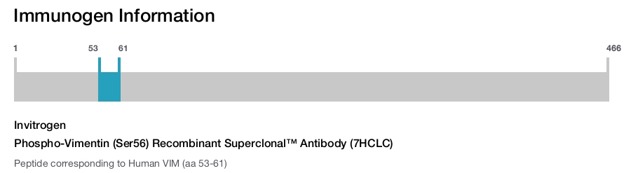 Phospho-Vimentin (Ser56) Recombinant Superclonal™ Antibody (7HCLC)