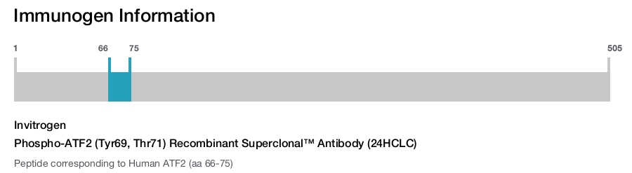 Phospho-ATF2 (Tyr69, Thr71) Recombinant Superclonal™ Antibody (24HCLC)
