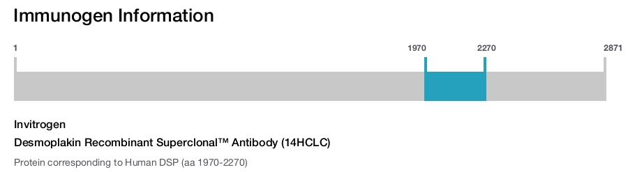 Desmoplakin Recombinant Superclonal™ Antibody (14HCLC)