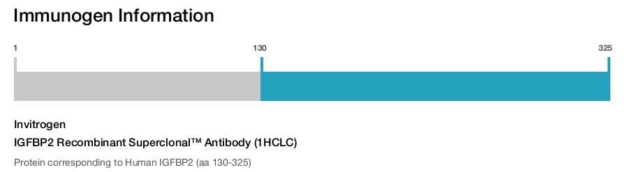 IGFBP2 Recombinant Superclonal&trade; Antibody (1HCLC)