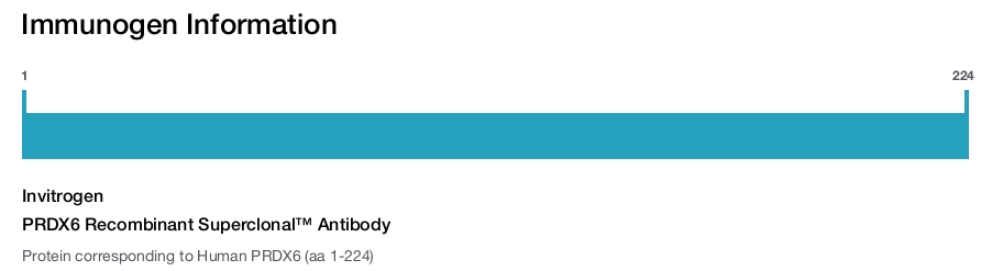 PRDX6 Recombinant Superclonal™ Antibody