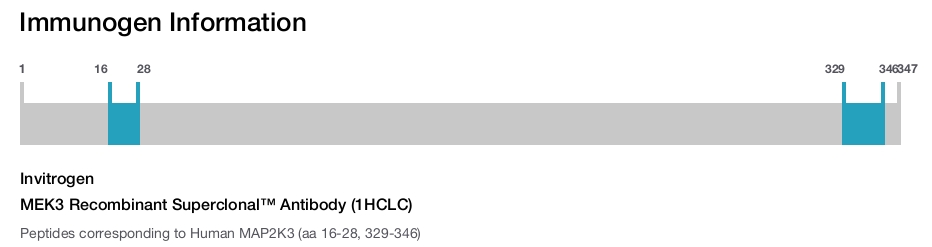 MEK3 Recombinant Superclonal™ Antibody (1HCLC)