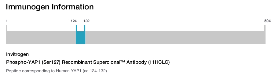 Phospho-YAP1 (Ser127) Recombinant Superclonal™ Antibody (11HCLC)