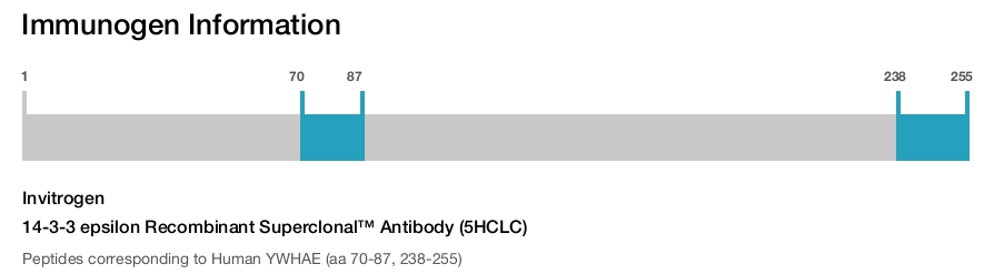 14-3-3 epsilon Recombinant Superclonal™ Antibody (5HCLC)