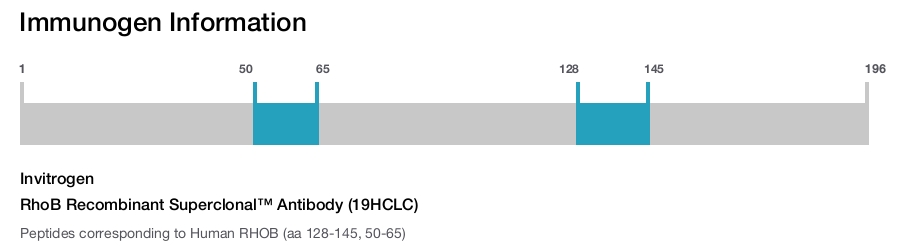 RhoB Recombinant Superclonal™ Antibody (19HCLC)