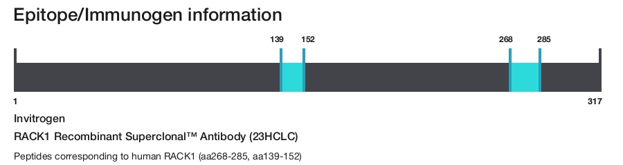 RACK1 Recombinant Superclonal&trade; Antibody (23HCLC)