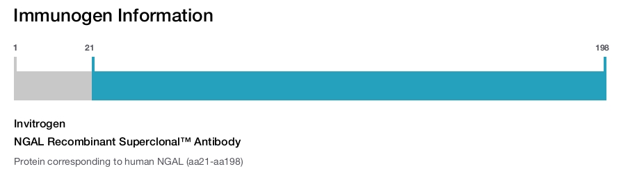 NGAL Recombinant Superclonal™ Antibody