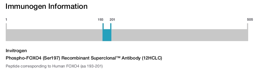 Phospho-FOXO4 (Ser197) Recombinant Superclonal™ Antibody (12HCLC)