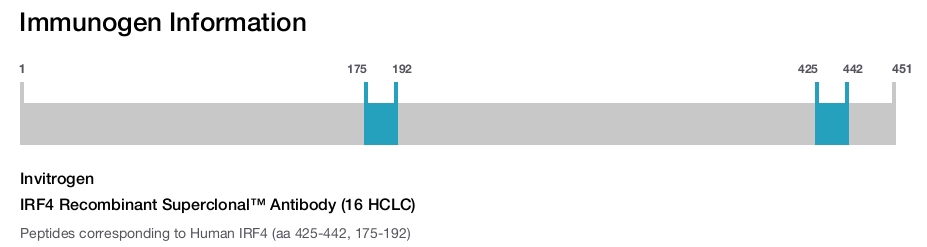 IRF4 Recombinant Superclonal™ Antibody (16 HCLC)
