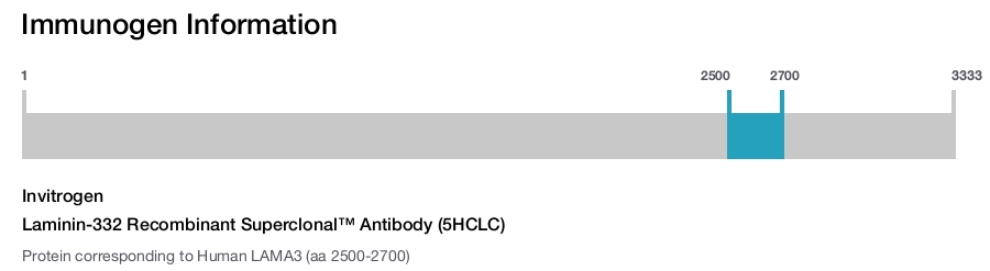 Laminin-332 Recombinant Superclonal™ Antibody (5HCLC)
